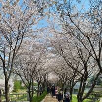 Cherry blossoms!