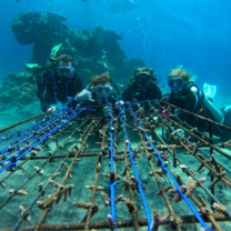 Coral restoration