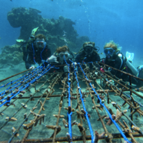 coral restoration