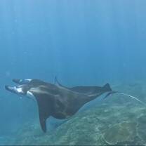 Reef manta