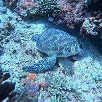 Green sea turtle