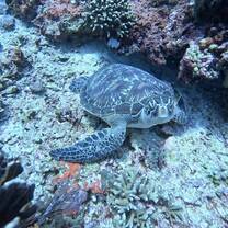 Green sea turtle