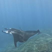 Reef manta