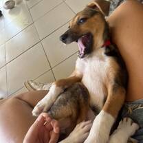 dogs