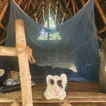 Cats in the cabin