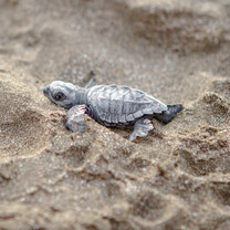 Olive Ridley hatchling being released 
