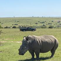 Rhino