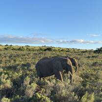 Elephants