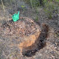 Forest work