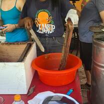 Collecting honey!