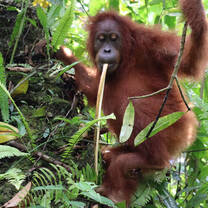 Orangutan in Sumatran jungle
