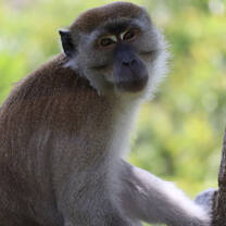 Monkey in Sumatra