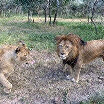 Shani and Shungu the lions