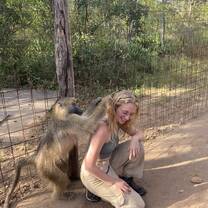 Violet the baboon grooming me