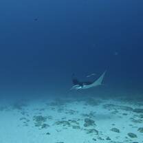 Manta
