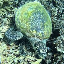 Turtle