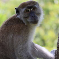 Monkey in Sumatra