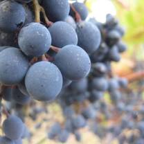 georgian vineyard