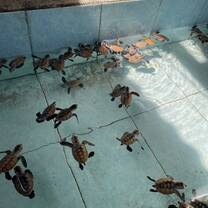 New baby turtle hatching 