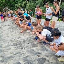 Turtle release