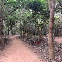 Forested area