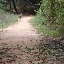 Peacock spotted
