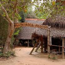 Sadhana Forest - rich and vibrant 