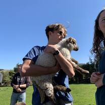 feeding the sheep