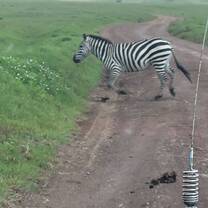 Safari