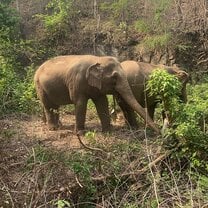 Elephant sanctuary 