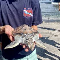 Turtle release 