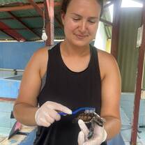 Cleaning baby sea turtle