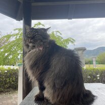 The university has cats! Meet Chibichan!