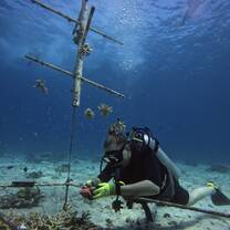 Working on the coral nursery 