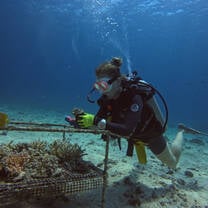 Romy Gili Shark