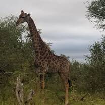 Giraffe in the wild
