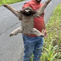 Helping a sloth cross the road
