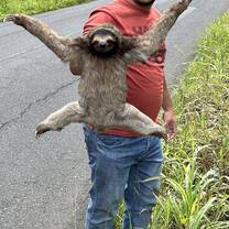 Helping a sloth cross the road