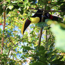 Toucan