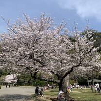 Cherry Blossom Season