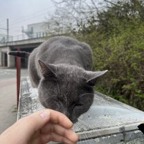 Lüneburg’s friendly cats! 