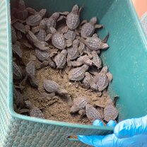 Baby Turtles on their way to Release