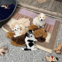 Puppies!