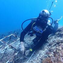 transplanting coral fragment into reef structure. Photo by Egi Pamungkas/Blue Corner Marine Research