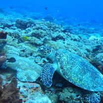 Turtle 