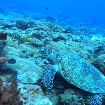 Turtle 