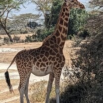 Giraffe monitoring