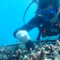 Coral maintenance