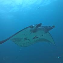 Reef manta 