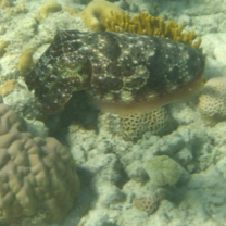 cuttlefish on the reef